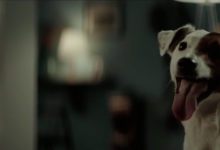 DogChow
